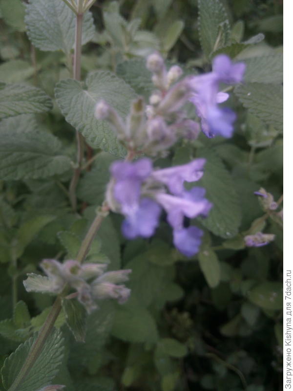 Как можно ближе цветочек пыталась сфотографировать