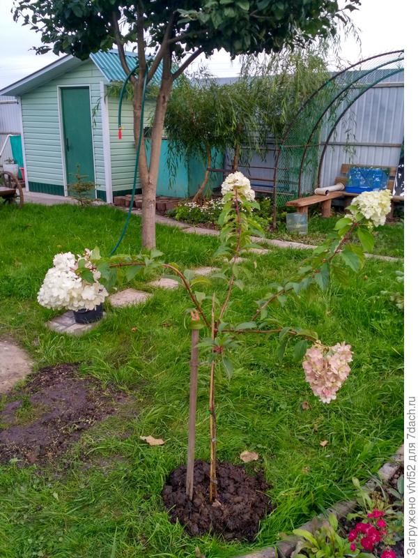 Был обычный дачный туалет. А стал Садовым органайзером