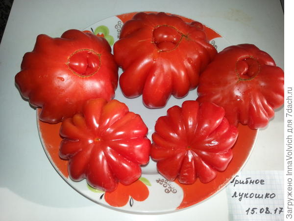 "Грибное лукошко" от "Сибирского сада" - ну такая красотища, отличный томатик!