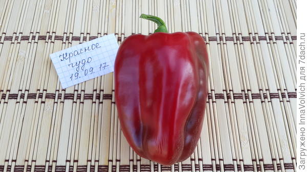 Семена этого перца куплены в 2016 году, это уже второе поколение "Красного чуда". Этот перчик оставлен на семена для "продолжения рода". Есть у меня и другие экземпляры перцев и томатов этого производителя. Я довольна "Сибирским садом"!