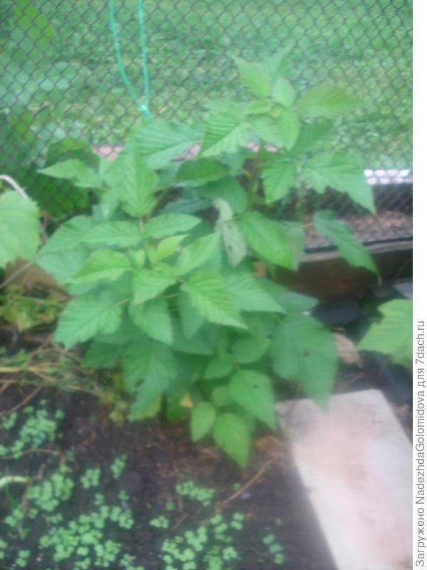 годовалая малина сорта Сказка