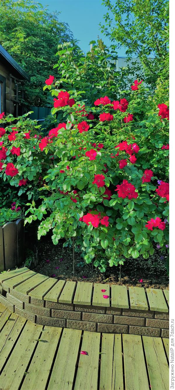 Ну такие плети я думаю не удержит)))