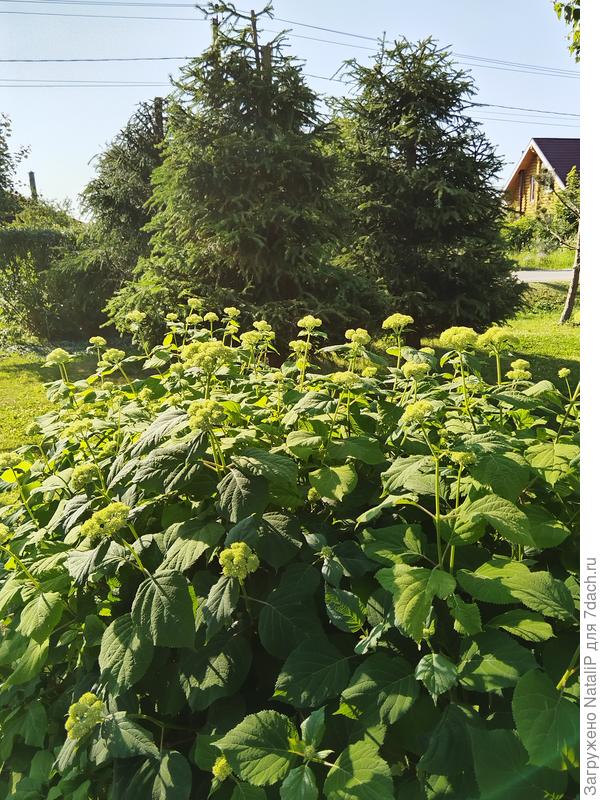 Мои красотки