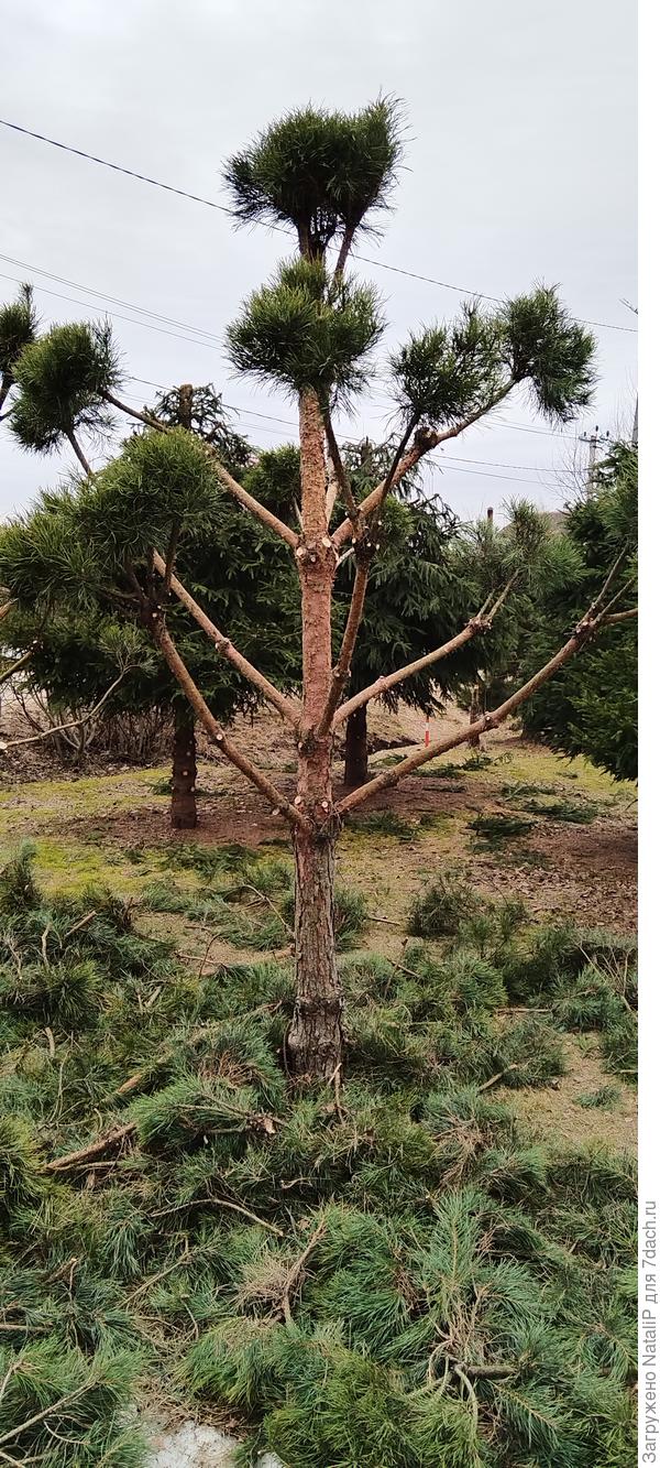 Стрижка сосны