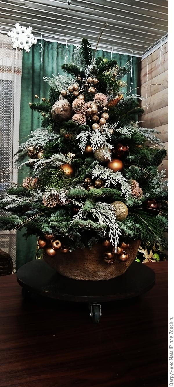 Елка 2024 года