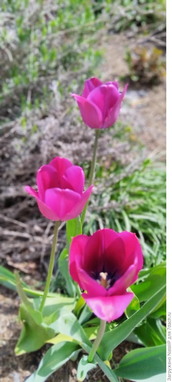 Прекрасные тюльпаны открывают сезон