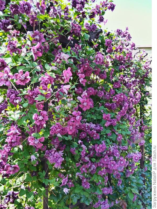 Клематис Пурпура плена элеганс