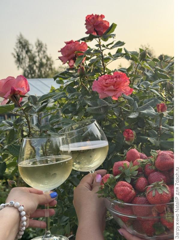 Предлагаю к просмотрю фильмы