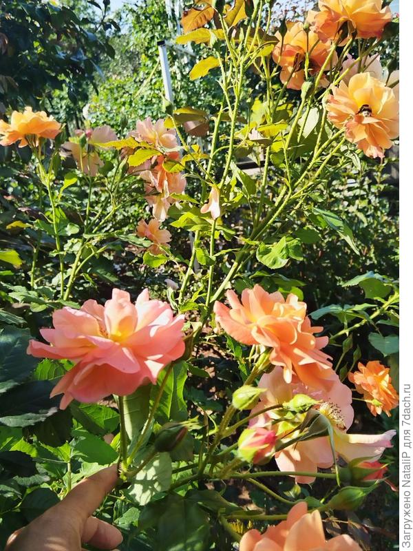 Вестерленд