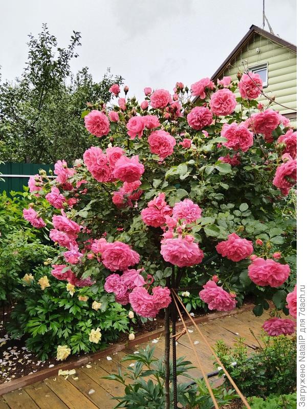 Розы, моя любовь