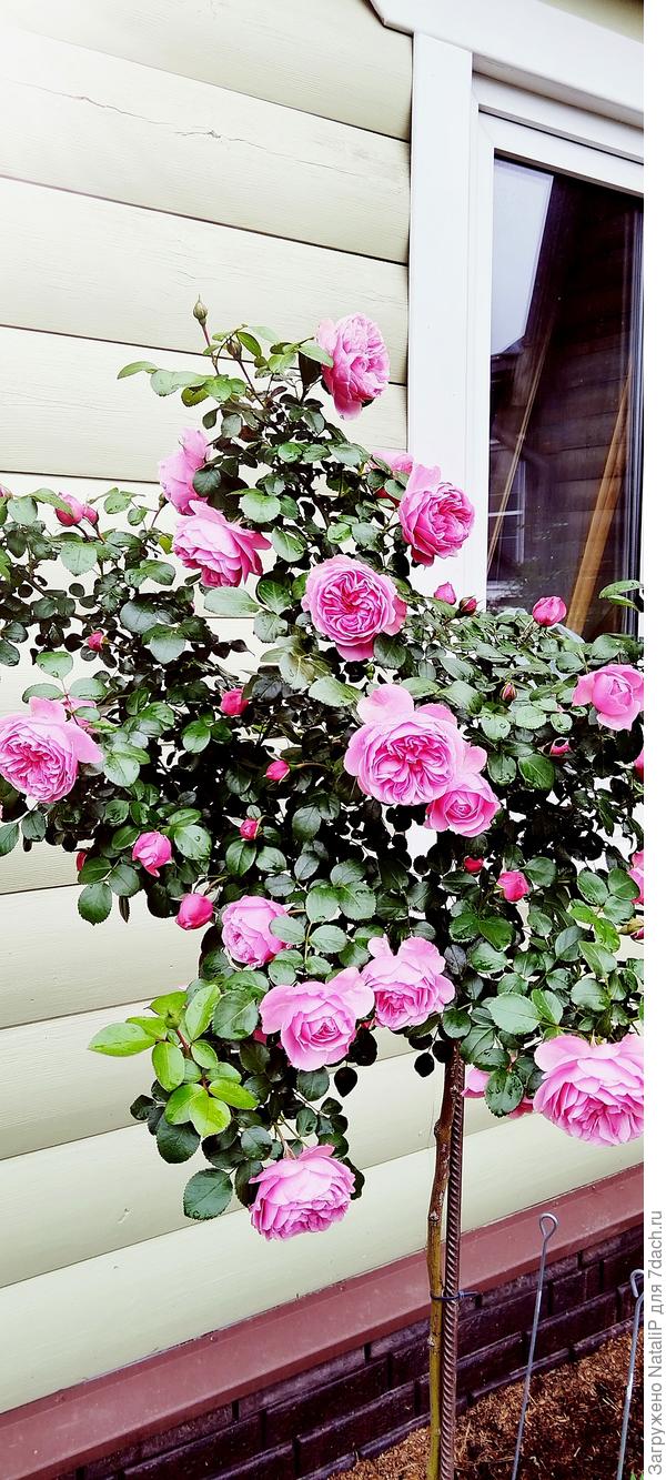 Леонардо да Винчи