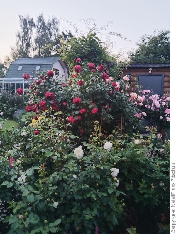 Монстр, название не знаю, пересорт пришел