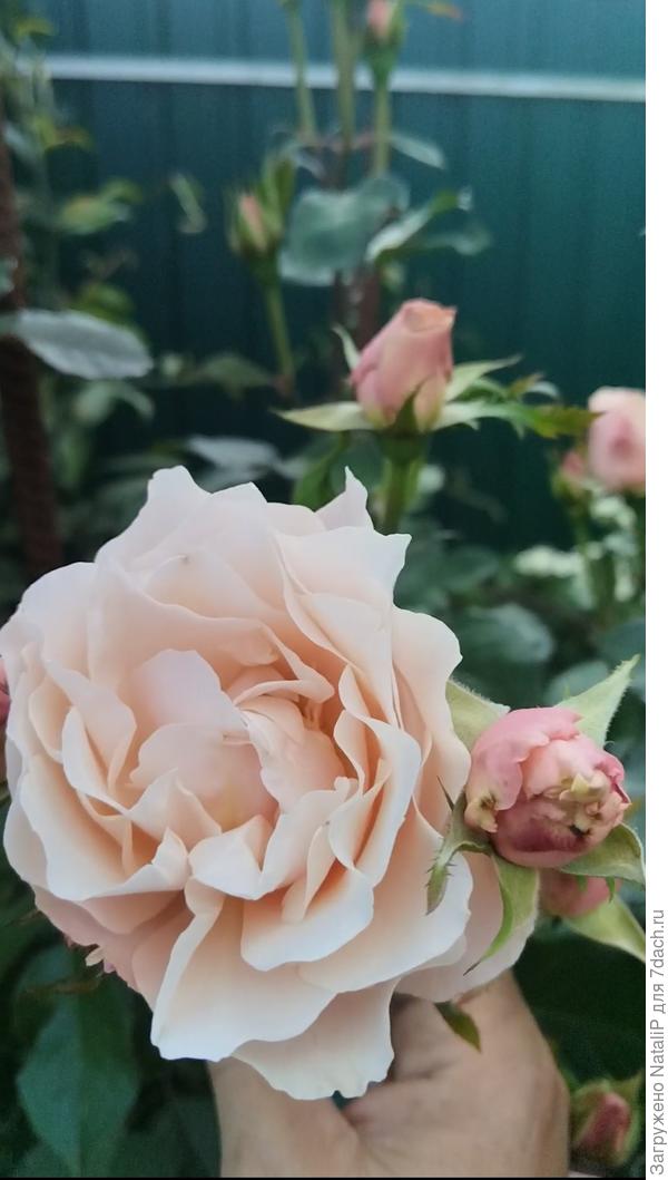 Шикарная роза