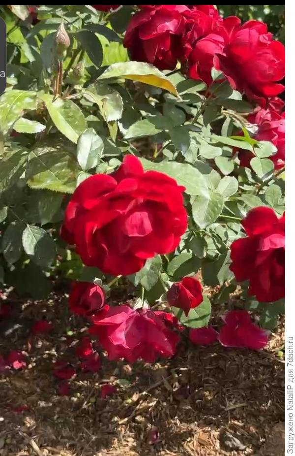 Это еще она не знакомка