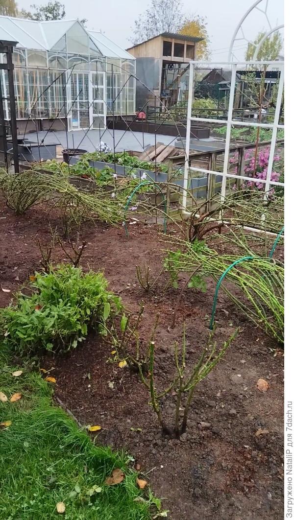 Вот так они все у меня ложатся зимовать