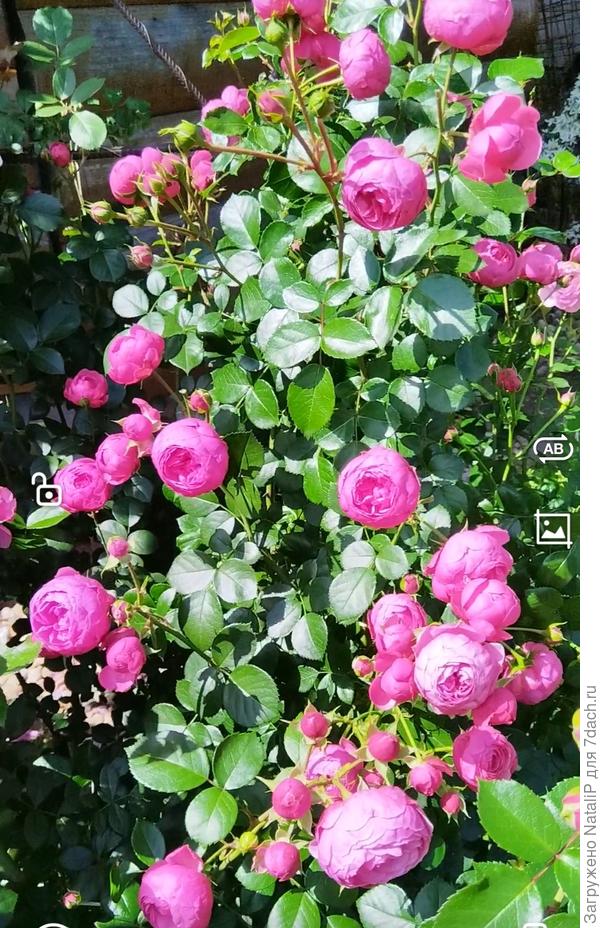 Помпанелла