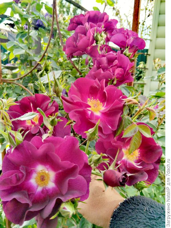 Я конечно понимаю что многие такие розы и за розы не считает, но для меня они шикарные, самые любимые. В них есть шарм и загадка. А как они колышется на ветру, словно бабочки прилетели. Мне кажется эти розы надо почувствовать и только потом к ним приходит любовь.