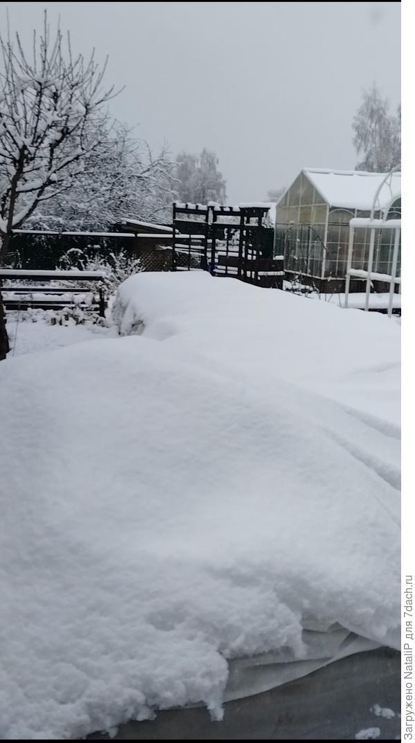 А вот и первый снег в этом году, хорошо что я рано укрываю розы, по теплу и не морожу себе руки.