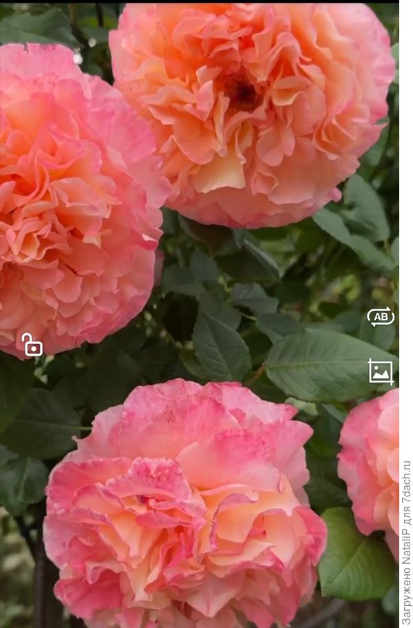 Очень огромные цветы, больше ладони.