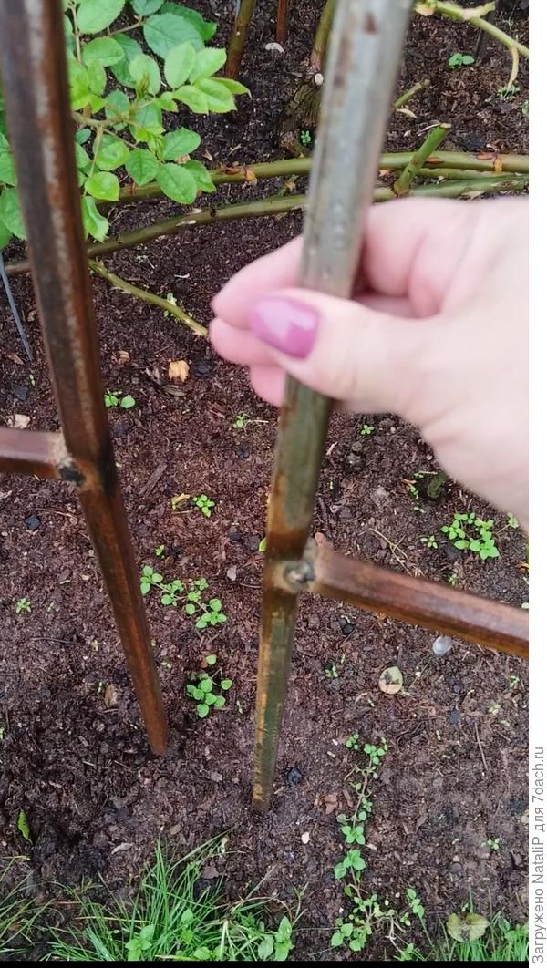 Я очень довольна укрытиями, а самое главное что теперь не надо ломать голову как укрыть мои розы.