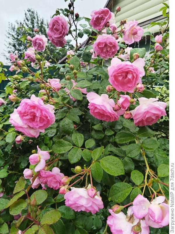 Жасмина на штамбе