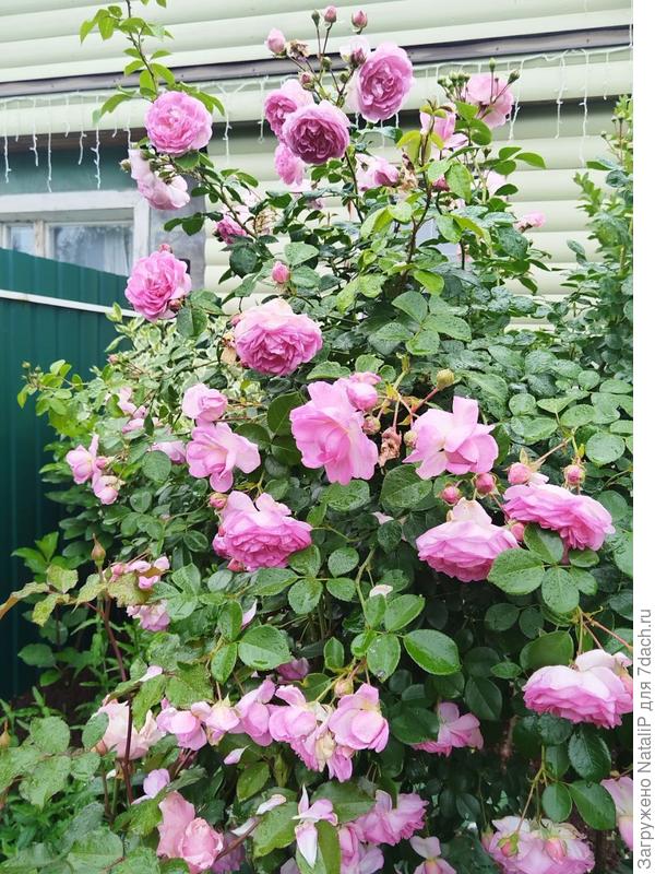 Этот штамб мы с мужем сами прививали