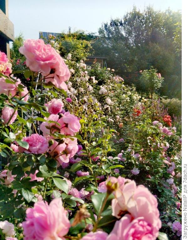 Вот тут наглядно видно как близко они сидели. Да смотрится из далека очень не плохо, но когда подходишь к розарию многие розы не видно