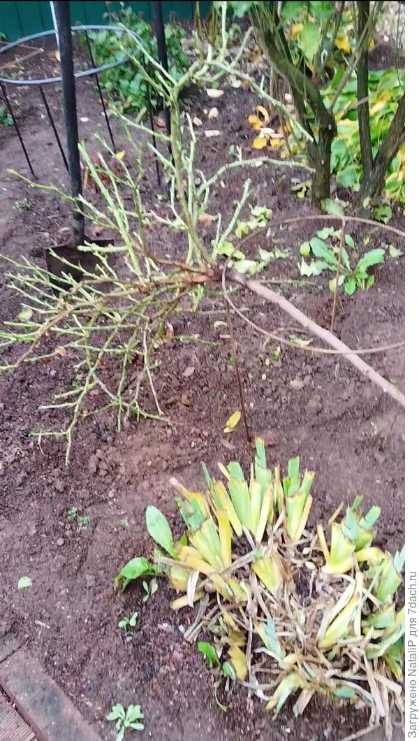 Еще у меня 16 штук штамбов. когда они маленькие, то конечно им подходят не высокие укрытия. Но когда им года три, четыре или лет семь, то крона у них становится огромная и тогда нужны высокие укрытия.