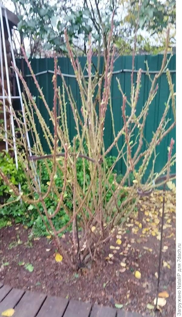 Вот такой куст я гну