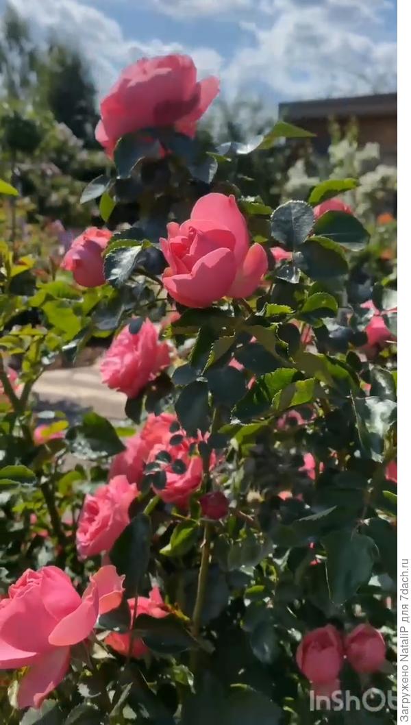 Моя любовь Леонардо да Винчи