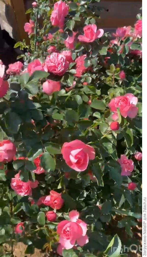 Если знать подход к ней, то эта роза может цвести так, что листвы не будет видно