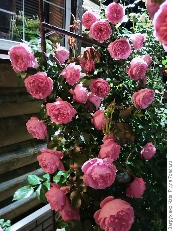 Мне кажется эта роза должна быть у каждого в саду