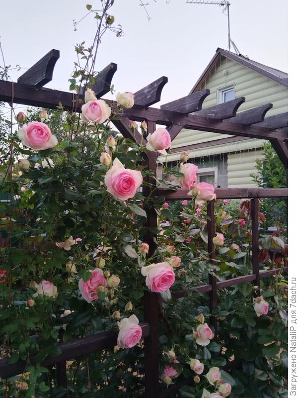 Пьер Де Ронсар