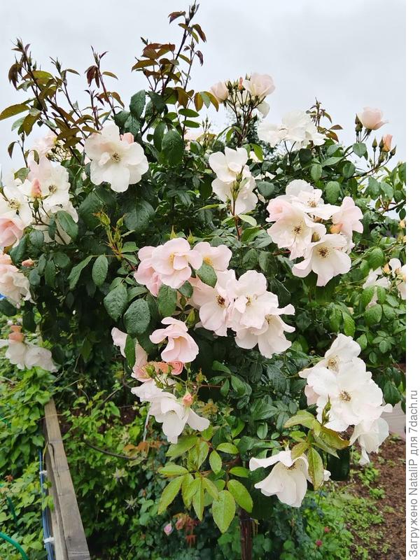 Ну про эту розу и говорить не надо, эту красоту мне кажется знают все