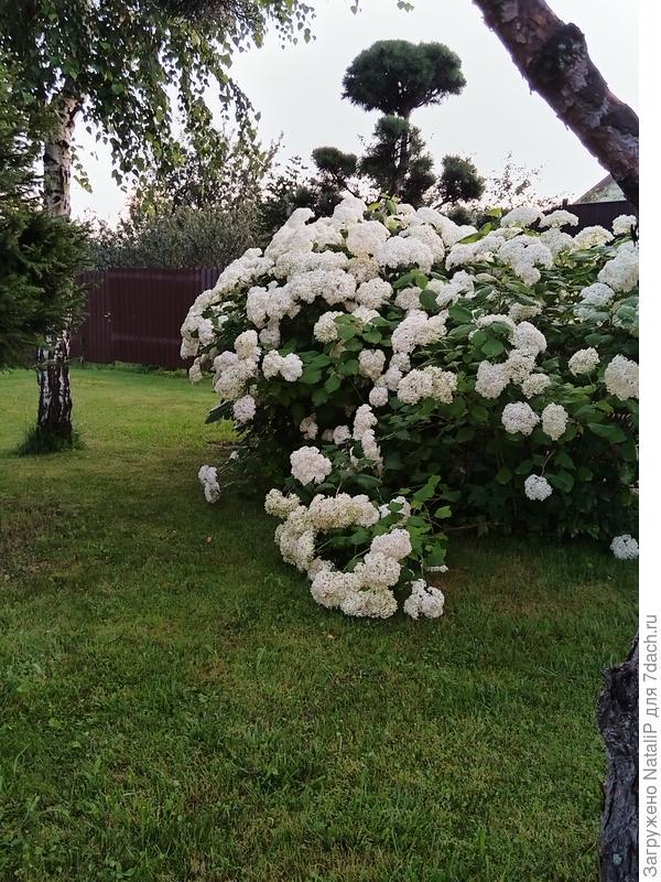 Я ее вообще не стригу, осенью только обрезаю цветы и весной санитарная обрезка и все.