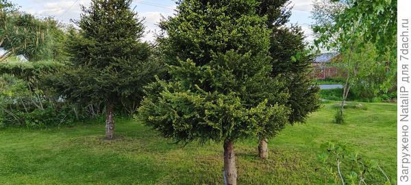 Теперь я стригу их каждый год и они стали уплотняться.