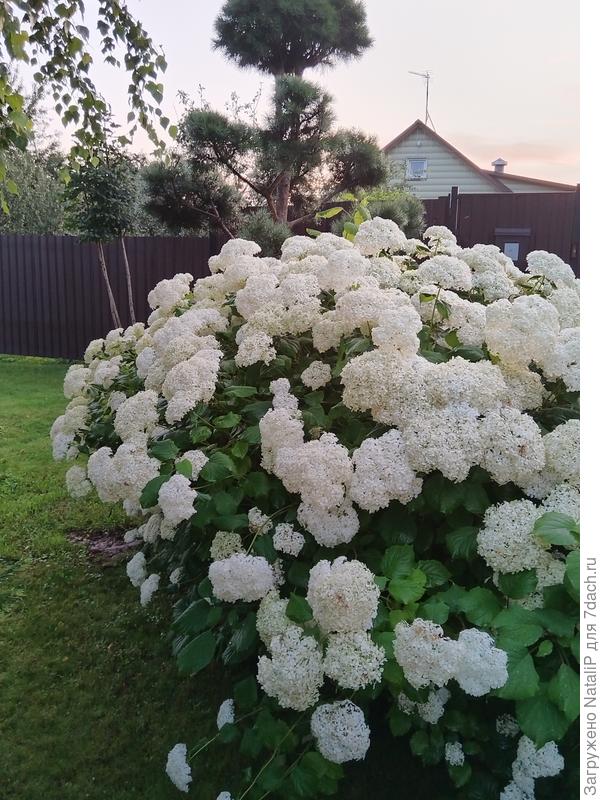 Моя красотка.