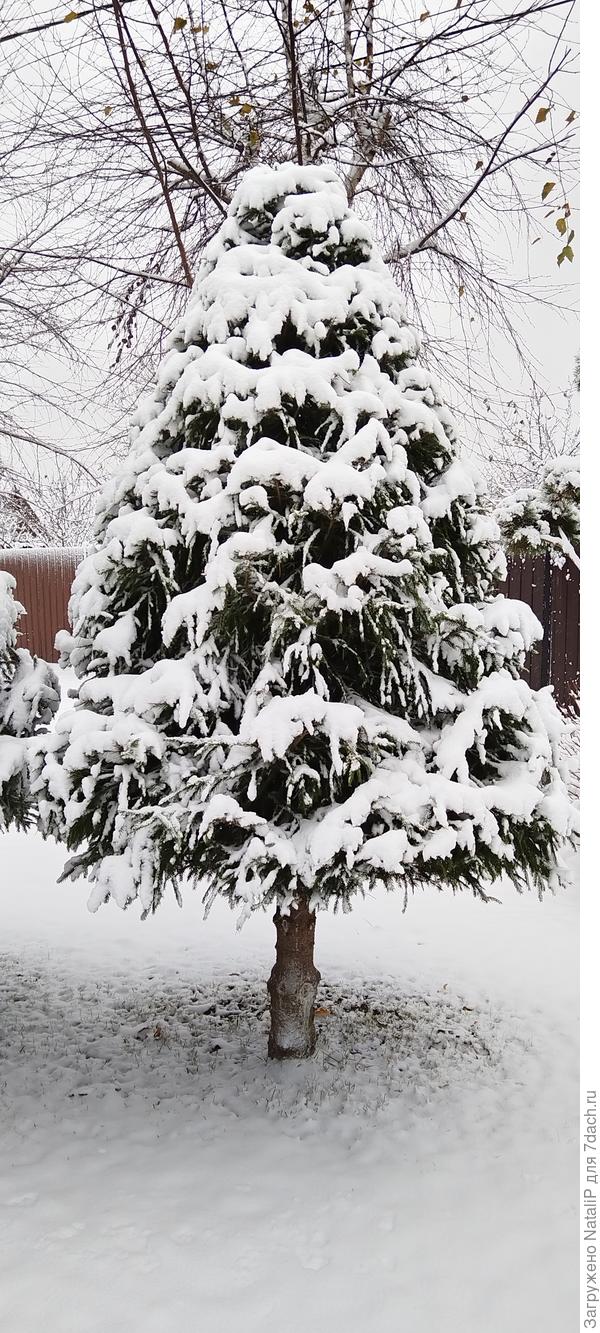 Вот так они смотрятся зимой, мои грибочки.))