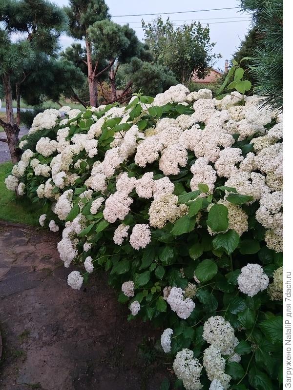 Она растет прям у входа на участок.