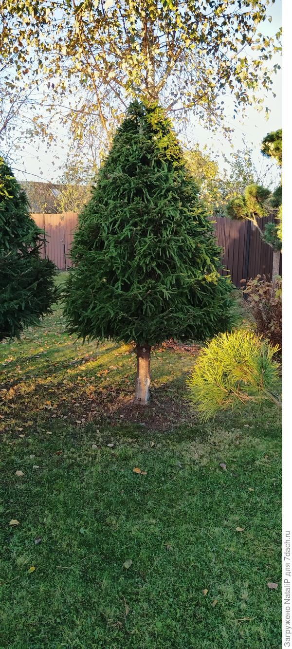 Еще я подстригла Елки.