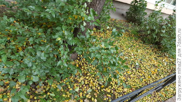 Дикая груша