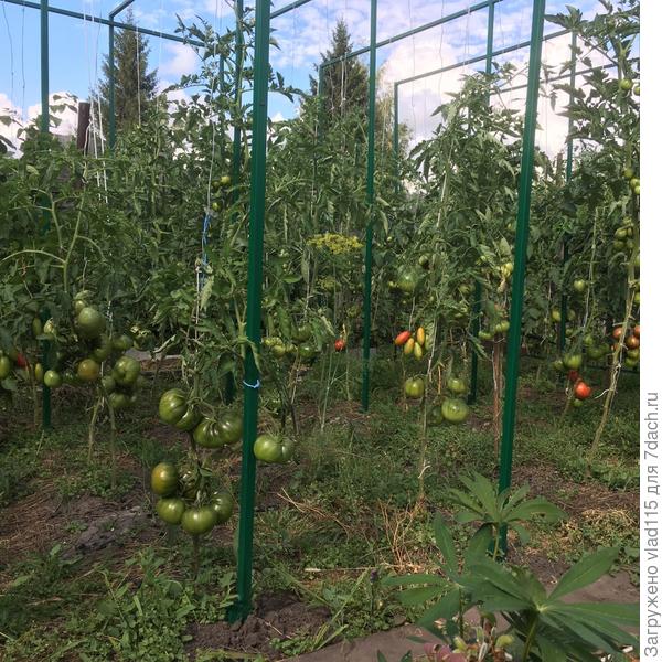 Так подвязываю томаты на улице.