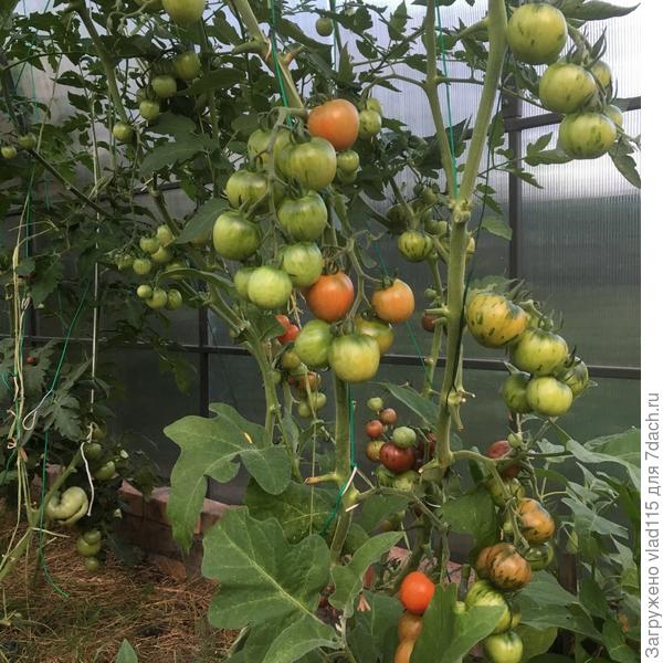 А это подвязка среднеплодных помидор-ее осуществляю капроновыми или  полиамидными веревочками.