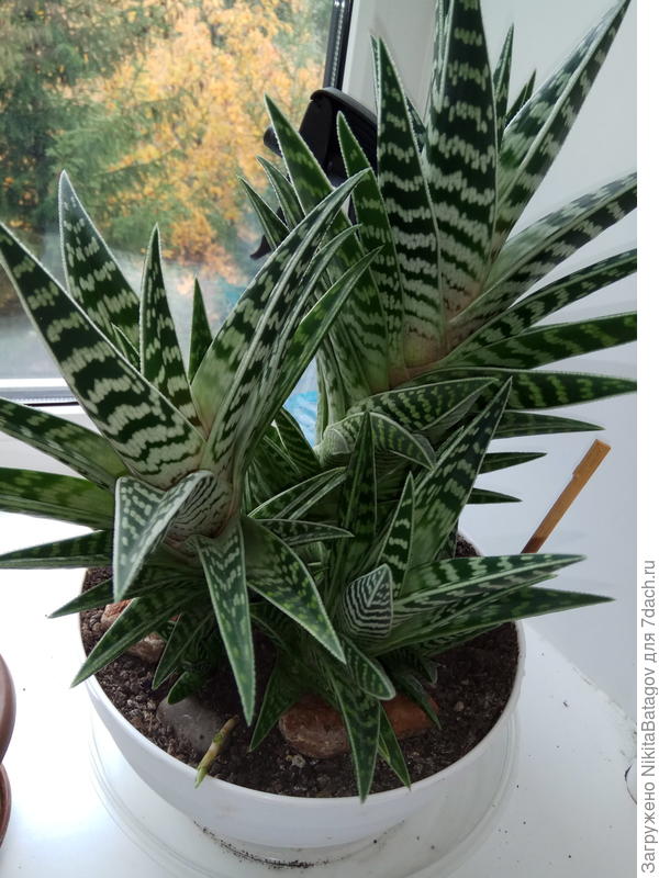 Подскажите пожалуйста,что за растение