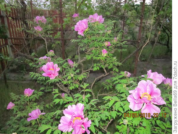 куст соседей