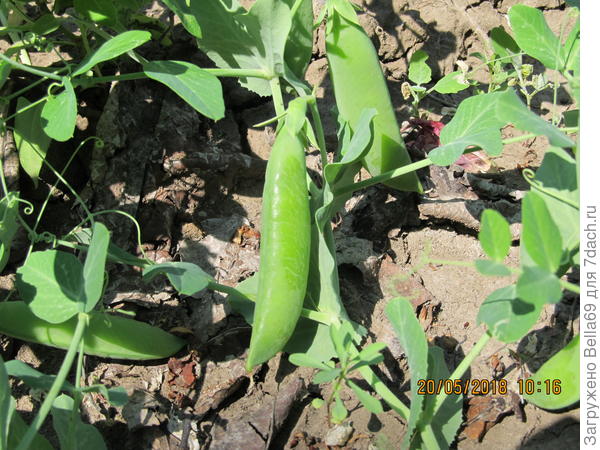 Горох уже перезревает