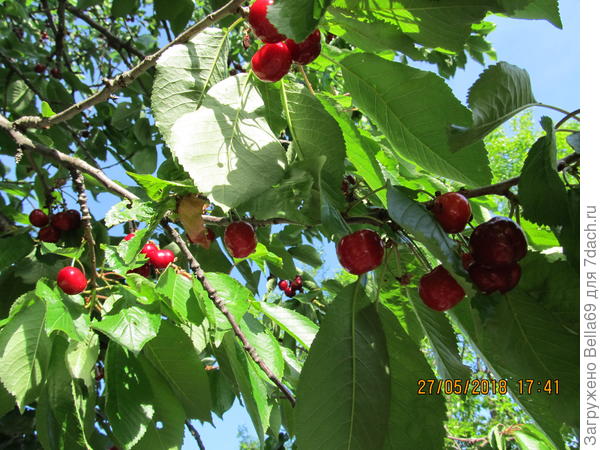 Собирали черешню