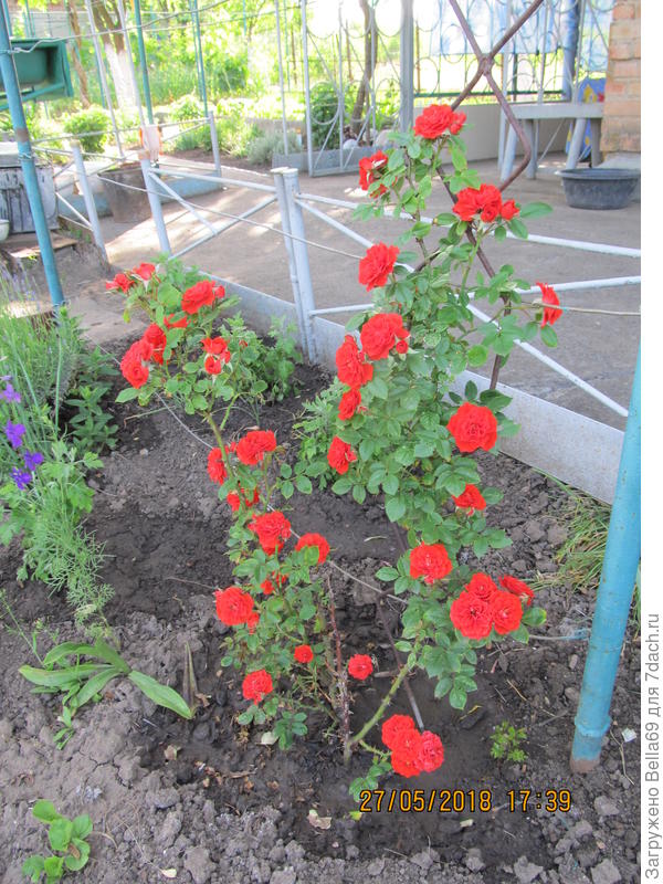 Первое буйное цветение плетистой розы