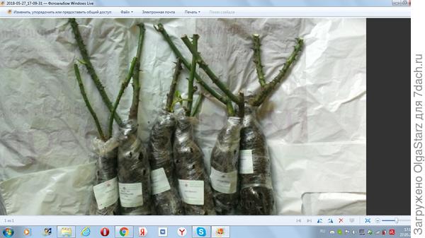 Вот фото роз  из весеннего заказа по распродаже.