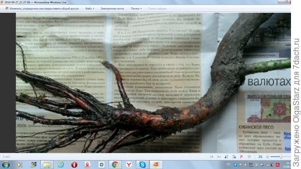 Этот обрубок обозначал у Злопитомника розу! Хорошо, что заказ был небольшой  и Злопитомник не смог нанести большой удар по моему карману..